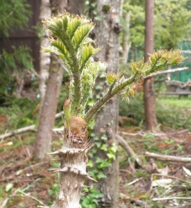 たらの芽