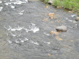 あまご釣り