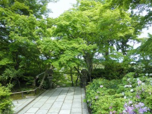 新緑の常寂光寺