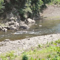 南川の鮎釣り