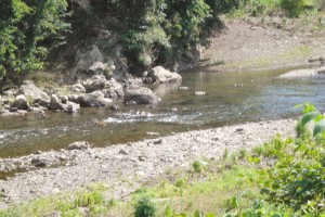 南川の鮎釣り