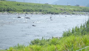 揖保川の鮎釣り