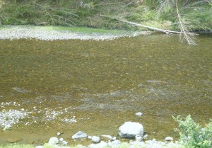 南川の鮎釣り