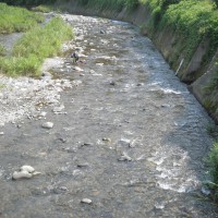 矢田川の鮎釣り