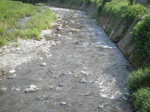 矢田川の鮎釣り