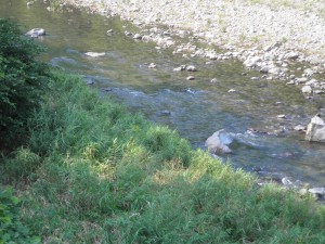 矢田川の鮎釣り