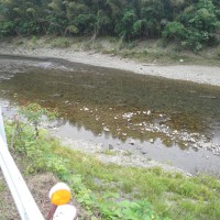 南川の鮎釣り