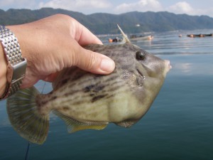 かわはぎ